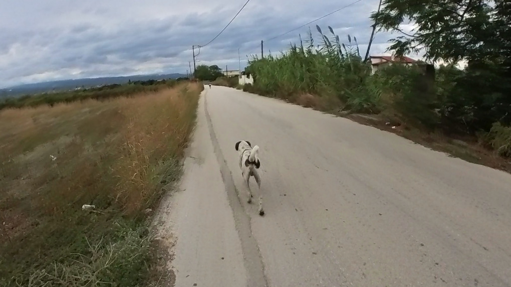 the dog, my companion on the farm roads after Ancient Corinth